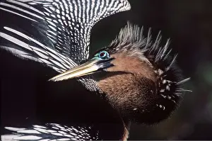 Anhinga: ANHINGA / American Darter - preening