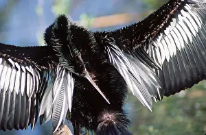 Neck: ANHINGA / American Darter - shows preening gland