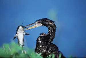Anhinga: ANHINGA / American Darter - with walking catfish in beak