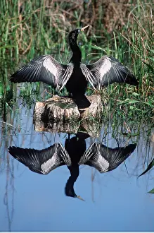 Drying: ANHINGA / American Darter - wings spread to dry feathers
