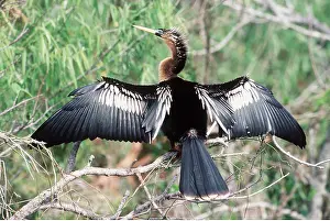 Drying: ANHINGA / American Darter - wings spread to dry feathers