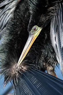 Anhinga: Anhinga, Anhinga anhinga