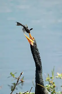 Anhinga: Anhinga, Anhinga anhinga. Eating Catfish in southern Florida