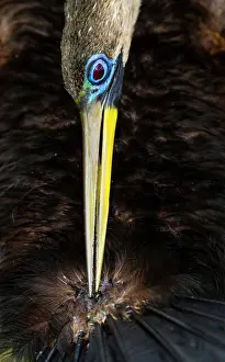 Anhinga: Anhinga (Anhinga anhinga), Everglades, Florida