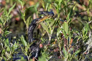 Anhinga: Anhinga, Anhinga anhinga. With fish in Florida wetland in Ma