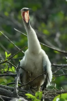 Anhinga: Anhinga chick
