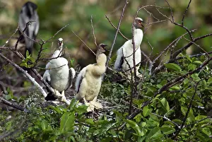 Anhinga: Anhinga Chicks