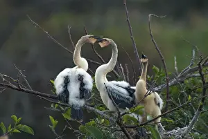 Anhinga: Anhinga Chicks