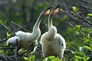 Anhinga: Anhinga chicks