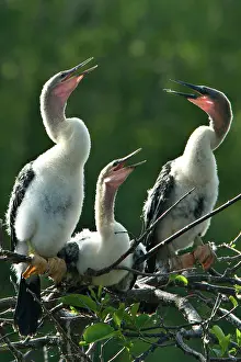 Anhinga: Anhinga chicks