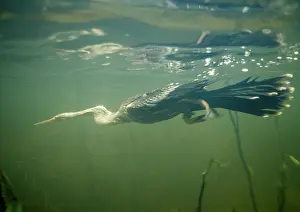 Anhingas: Anhinga - Diving underwater for fish