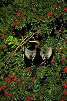 Anhinga: Anhinga drying off
