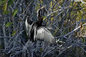 Anhinga: Anhinga Drying Wings