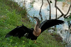Anhinga: Anhinga Drying Wings