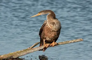Anhingas: Anhinga - female