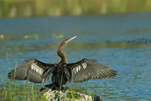 Anhingas: Anhinga - female drying wings after swimming