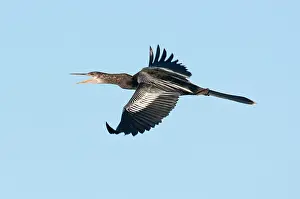 Anhingas: Anhinga - female in flight