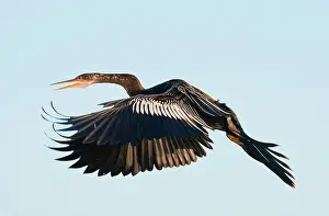 Anhingas: Anhinga - female in flight