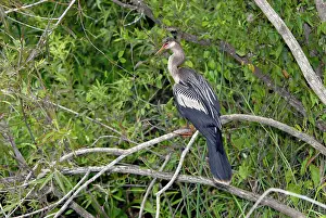 Anhingas: Anhinga - female showing yellow webbed feet