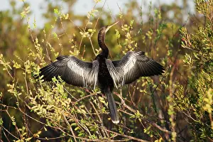 Anhingas: Anhinga - female with wings open
