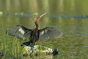 Anhingas: Anhinga - female with wings outstretched drying