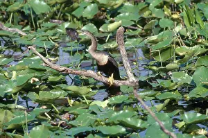 Spearing: Anhinga with Fish