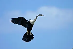 Anhingas: Anhinga - In flight with twigs in beak coming in