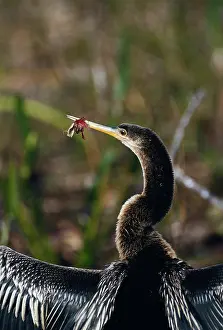Anhinga: Anhinga with Litter Coiled Around Beak