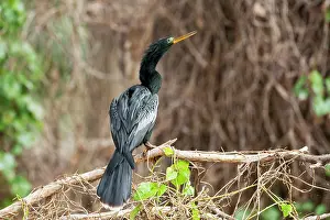 Anhingas: Anhinga - male