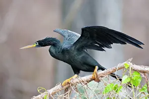 Anhingas: Anhinga - male with wings open