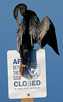 Anhinga: Anhinga perched on a signpost