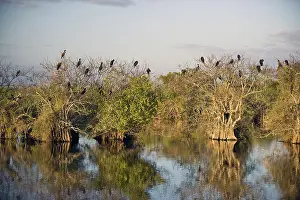 Floridian: Anhinga Rookery