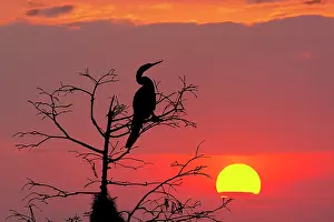 Anhinga: Anhinga silhouetted at sunset, Circle Bar B Ranch, Florida