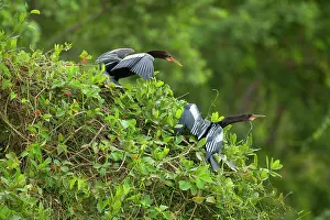 Snakebird: Anhinga / Snakebird - two adults perched on a tree