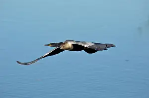 Snakebirds: Anhinga / Snakebird / Darter / American Darter in