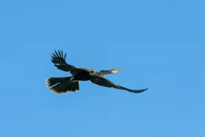 Snakebirds: Anhinga / Snakebird / Darter, flying, Pantanal Wetlands