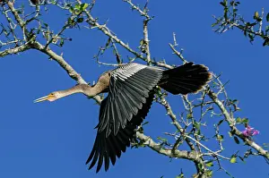 Snakebirds: Anhinga / Snakebird / Darter, flying, Pantanal Wetlands