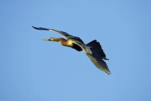 Snakebirds: Anhinga / Snakebird - In Flight