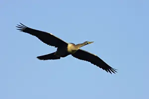 Snakebirds: Anhinga / Snakebird - In Flight