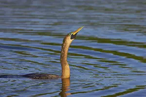 Snakebirds: Anhinga / Snakebird - Swimming low in water showing