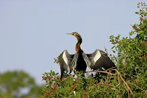 Snakebirds: Anhinga / Snakebird - In tree, drying wings, outstretched
