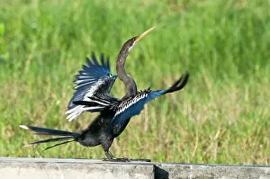 Tobago: Anhinga - side view with wings outstretched on