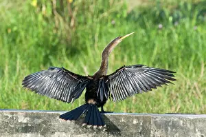 Tobago: Anhinga - wings and tail outstretched on wall at