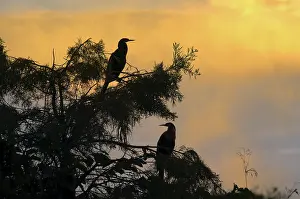 Anhingas: Anhingas