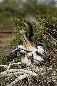 Anhingas: Anhingas at nest