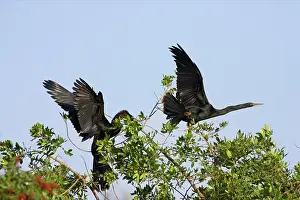 Snakebirds: Anhingas / Snakebirds - In tree disputing territory