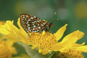 Pollinating: Anicia Checkerspot Butterfly