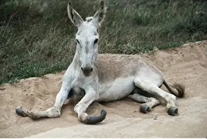 Donkey: Animal Exploitation - Abused Donkey