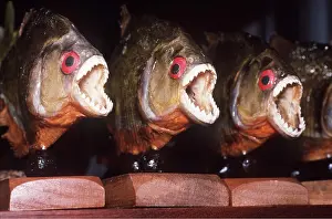 Jaws: Animal Exploitation - Dried piranhas in tourist shop