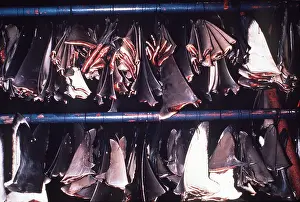 Drying: Animal exploitation - Hammerhead, Whitetip / white-tip